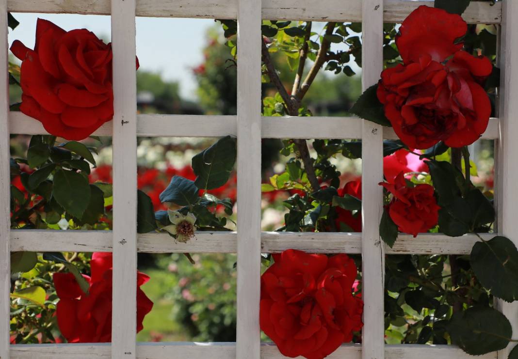 Doğanın en güzel tonları Karatay’da! Her detayıyla hayran bırakıyor 8